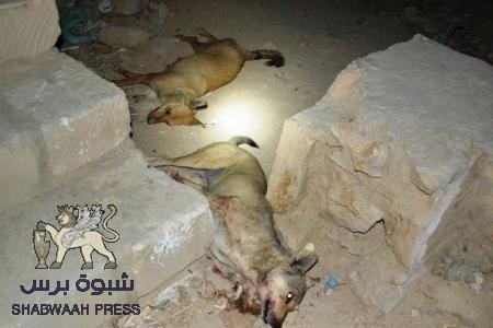 القضاء على أكثر من خمسين كلباً مسعوراً في اول ايام &lsquo;&lsquo;حملة تسميم الكلاب المسعورة &lsquo;&lsquo; في غيل بن يمين