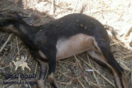 سرار تدعو للكشف عن مرض خطير انتقل اليهم مع &lsquo;&lsquo; ماعز&lsquo;&lsquo; أهديت لفقراء من منظمة اصلاحية (صور)