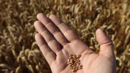 علماء يكشفون عن الخريطة الجينية للقمح