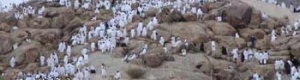 السعودية تعلن وصول حوالي 1.2 مليون حاج