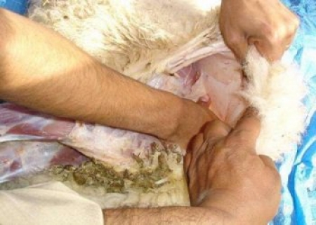 مواطنة أردنية تعثر على كنز من الماس في خروف العيد