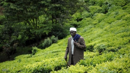 كينيا.. مزارعون يفكرون باقتلاع أشجار الشاي