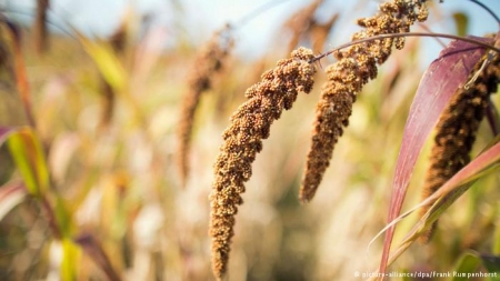 الدُّخْن ـ قيمة غذائية كبيرة وفوائد دوائية كثيرة