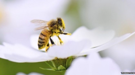 دراسة : تجارة النحل ‘‘ قد تقضي على النحل البري‘‘