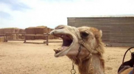طفل يمني نجا من ركلة جمل وقتلته طائرة بدون طيار (صورة)