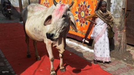الحبس لحيازة وبيع لحوم الأبقار بولاية هندية
