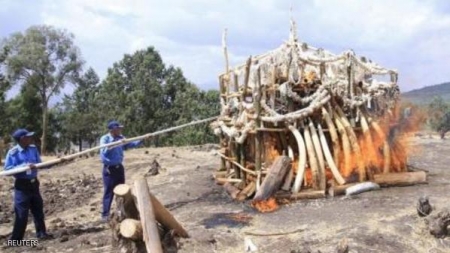 إثيوبيا تحرق 6 أطنان من العاج