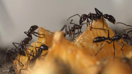 دراسة: أسراب النمل تحل مشكلة الأزمة المرورية