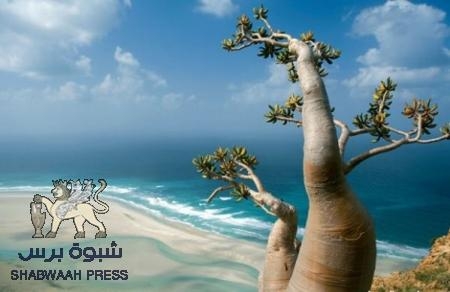 أيادي الخير الاماراتية تصل سقطرى :  75 طنا من المواد الغذائية والأدوية تصل إلى الجزيرة
