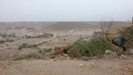 الفاو: دول عربية عرضة لأسراب مدمرة من الجراد