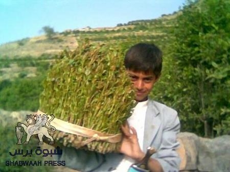 منع القات وتقنين تعاطيه في عدن وسائر الجنوب سيحمي المواطن صحيا وإقتصاديا