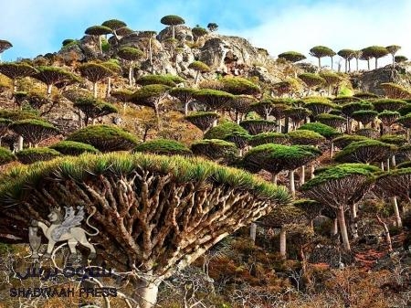 اليمن بلد غني مُــفقر