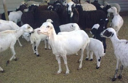 وصول أكثر من ٣٩ ألف من المواشي منها مصابة بأمراض وتهريب أخرى عبر المنافذ .