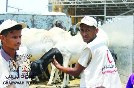 الهلال الأحمر الإماراتي يوزع أضاحي العيد بمناطق مدينة المكلا