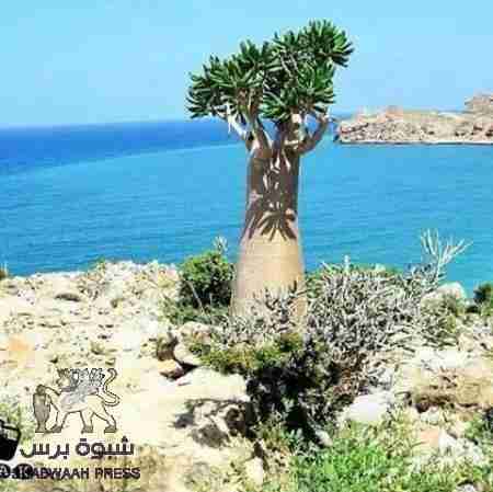 محافظ سقطرى يستقبل شحنة الغاز المنزلي المقدمة من سلطنة عمان