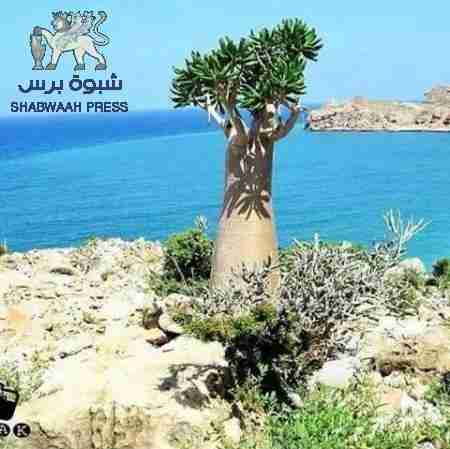 اجتماع برئاسة محافظ سقطرى  يمنع  بيع الأراضي الساحلية و يقف أمام مخالفات البناء العشوائي  .