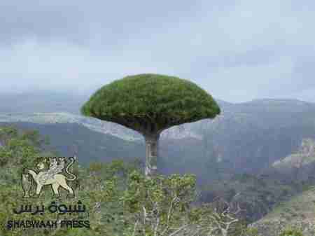 نطالب بإعادة الشباب السقاطرة إلى بلادهم فورا.