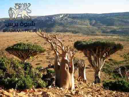 المتنفذ &lsquo;&lsquo;العيسي&lsquo;&lsquo; يتسبب بخسارة سقطرى الف شجرة نادرة خلال عامين