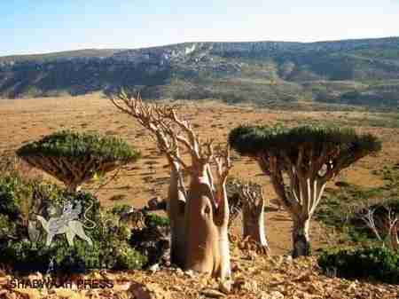 قيادات بحراك سقطرى يدعون للملمة الصف ومواجهة التحديات