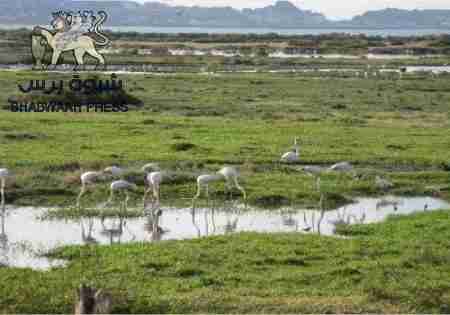 مصدر أمني يكشف تفاصيل جديدة بشأن العثور على جثث مفصولة الرأس بعدن