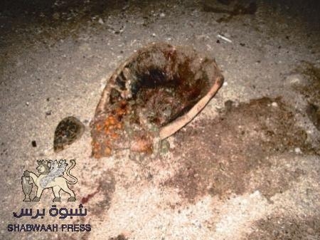 محافظ عدن يوجه بمنع اصطياد السلاحف البحرية في عدن