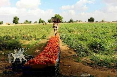 بعد قصف جوي وبحري : نزوح أسر من قرية نائية شرقي مودية بأبين