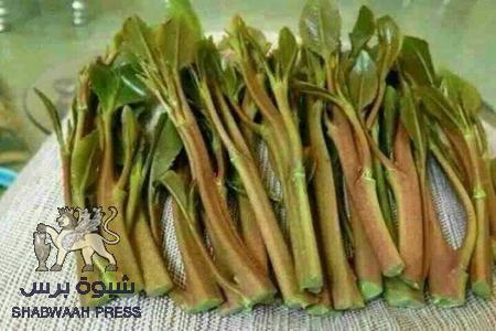 بسبب القات : مدير أمن مديرية حوف يقدم استقالته والسلطة المحلية ترفض