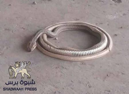 في زمن الشرعية .. الأفاعي تغزوا أحياء مدينة السلام عدن