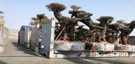 أشهر 3 &rdquo; أكاذيب&rdquo; بشأن سقطرى لتشويه دور الإمارات والتحالف في اليمن