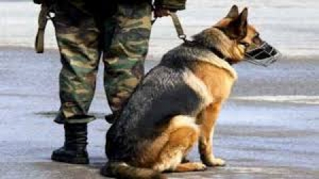 وحدة الكلاب البوليسية و شبكة كاميرات المراقبة ضرورة ملحة لمكافحة الجريمة في عدن .