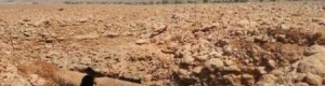 قوات مأرب التابعة لعلي محسن تهاجم موقعا لأبناء جردان بشبوه