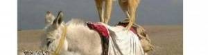 يشترون آلاف الرخاص من المفسبكين ويدعمون صحف ومواقع وناشطات ... كلها ضد الانتقالي